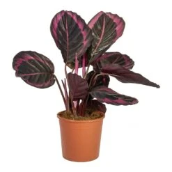Calathea Roseopicta Surprise Star - Rose Painted Calathea 10 Calathea Roseopicta Surprise Star - Rose Painted Calathea -Plants Sale Store Calathea roseopicta Surprise Star Rose Painted Calathea
