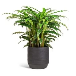 Norell Plant Pot - Black -Plants Sale Store Calathea rufibarba Bluegrass Velvet Calathea 17x60cm Norell Plant Pot Black 21x20cm 2a568be6 cb39 4ca2 b7da a472101109d8