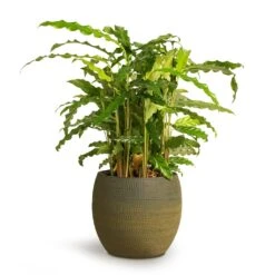 Dex Plant Pot - Forrest -Plants Sale Store Calathea rufibarba Green Green Velvet Calathea 12x40cm Dex Plant Pot Forrest 19x16cm