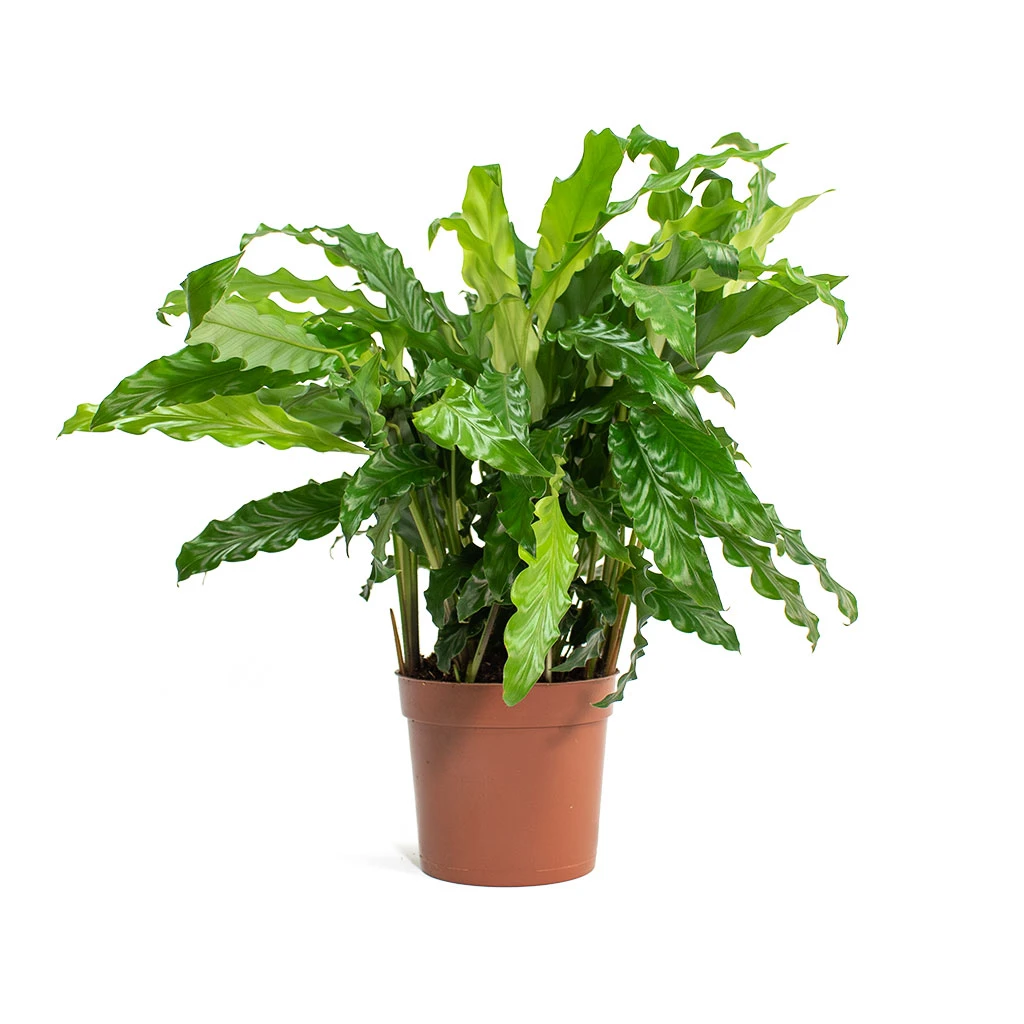 Calathea Rufibarba Bluegrass - Velvet Calathea 7 Calathea Rufibarba Bluegrass - Velvet Calathea - Image 5