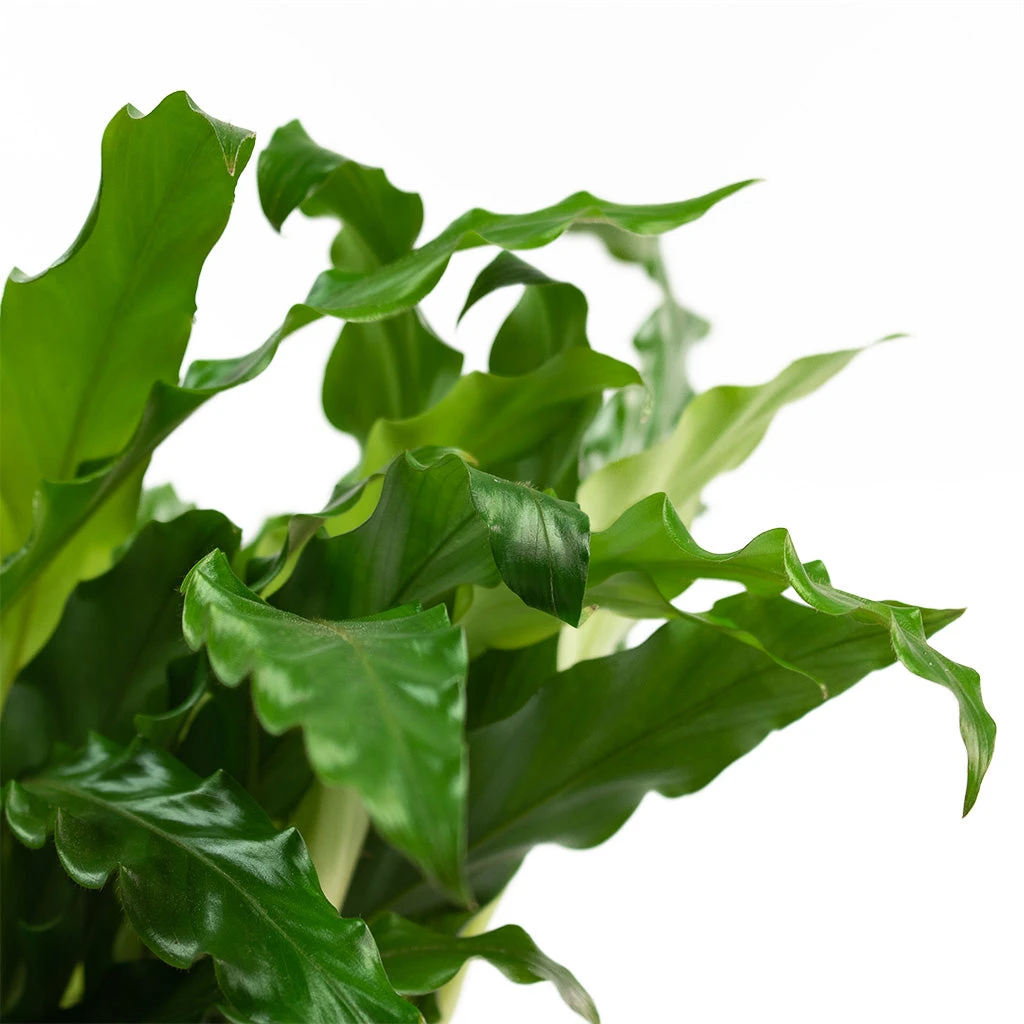 Calathea Rufibarba Bluegrass - Velvet Calathea 4 Calathea Rufibarba Bluegrass - Velvet Calathea - Image 2