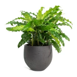 Calathea Rufibarba Bluegrass - Velvet Calathea 22 Calathea Rufibarba Bluegrass - Velvet Calathea -Plants Sale Store Calathea rufibarba Green Velvet Calathea Mini Orb Kevan Plant Pot Black Washed