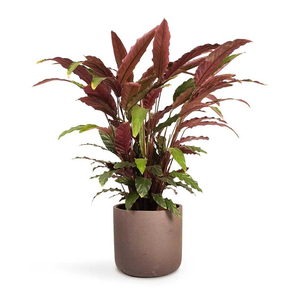 Calathea Rufibarba - Velvet Calathea 11 Calathea Rufibarba - Velvet Calathea - Image 9