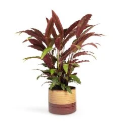 Calathea Rufibarba - Velvet Calathea 14 Calathea Rufibarba - Velvet Calathea -Plants Sale Store Calathea rufibarba Velvet Calathea 19x70cm Didi Plant Pot Matt Brown 25x21cm