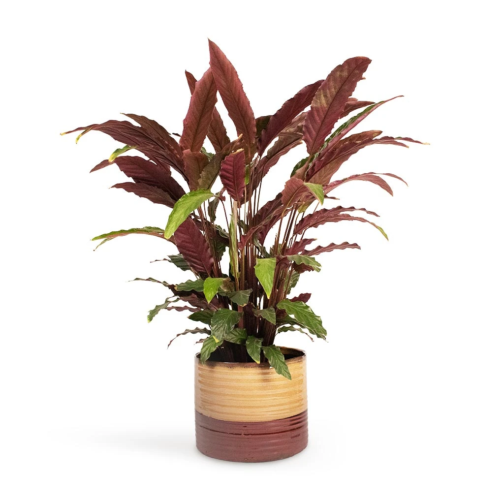 Calathea Rufibarba - Velvet Calathea 5 Calathea Rufibarba - Velvet Calathea - Image 3