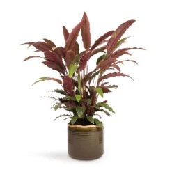Calathea Rufibarba - Velvet Calathea 19 Calathea Rufibarba - Velvet Calathea -Plants Sale Store Calathea rufibarba Velvet Calathea 19x70cm Jordy Plant Pot Forest Green 23x21cm