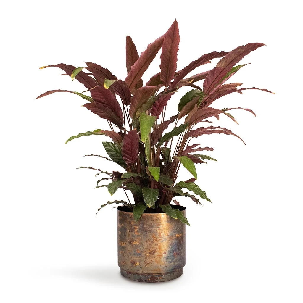 Calathea Rufibarba - Velvet Calathea 7 Calathea Rufibarba - Velvet Calathea - Image 5