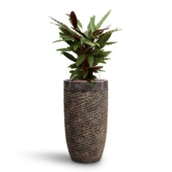 Calathea Rufibarba - Velvet Calathea - HydroCare -Plants Sale Store Calathea rufibarba Velvet Calathea HydroCare Luxe Lite Layer Partner Planter Bronze