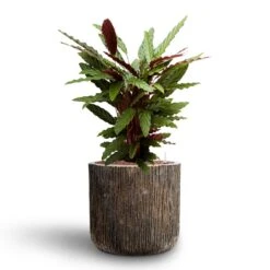 Calathea Rufibarba - Velvet Calathea - HydroCare -Plants Sale Store Calathea rufibarba Velvet Calathea Hydroculture Luxe Lite Waterfall Cylinder Planter Bronze