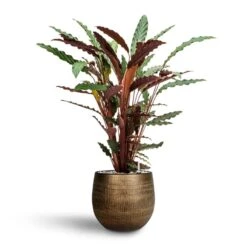 Calathea Rufibarba - Velvet Calathea - HydroCare -Plants Sale Store Calathea rufibarba Velvet Calathea Hydroculture Ryan Plant Pot Shiny Gold