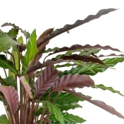 Calathea Rufibarba - Velvet Calathea 17 Calathea Rufibarba - Velvet Calathea -Plants Sale Store Calathea rufibarba Velvet Calathea Leaves