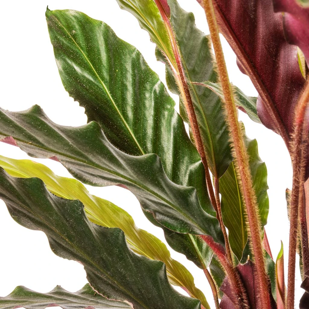 Calathea Rufibarba - Velvet Calathea 4 Calathea Rufibarba - Velvet Calathea - Image 2