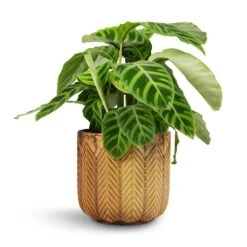 Calathea Zebrina - Zebra Plant -Plants Sale Store Calathea zebrina Zebra Plant 14x45cm Cecil Plant Pot Ochre 18x17cm 2 f5ee1e5a 405c 4171 b782 e469d2a447d8