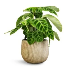 Calathea Zebrina - Zebra Plant -Plants Sale Store Calathea zebrina Zebra Plant 14x45cm Feico Plant Pot Mint Grey 19x14cm 1