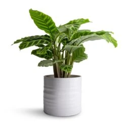 Hadleigh Plant Pot - White -Plants Sale Store Calathea zebrina Zebra Plant 14x45cm Hadleigh Plant Pot White 17x15cm 47c5d1fe 6bb2 447b 85c6 c530e0c28e51