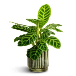 Nella Plant Pot - Forest -Plants Sale Store Calathea zebrina Zebra Plant 14x45cm Nella Plant Pot Forest 16x15cm ae4125e6 4e7b 4f8c b31e 6ccbf1c6d32c