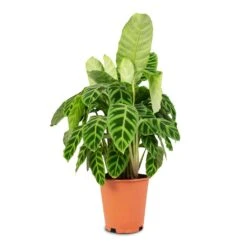 Calathea Zebrina - Zebra Plant -Plants Sale Store Calathea zebrina Zebra Plant 19x60cm