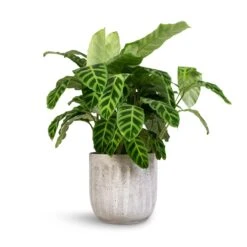 Calathea Zebrina - Zebra Plant -Plants Sale Store Calathea zebrina Zebra Plant 19x60cm Duncan Plant Pot Cement 23x22cm 1 3410e554 6324 453d 9f32 605667f81e28