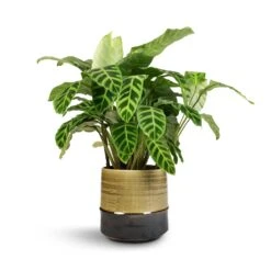 Calathea Zebrina - Zebra Plant -Plants Sale Store Calathea zebrina Zebra Plant 19x60cm Marlijn Plant Pot Thyme 21x21cm 1 1912bc3b 4753 4f94 af5f 069230cec5ee