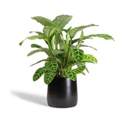 Calathea Zebrina - Zebra Plant -Plants Sale Store Calathea zebrina Zebra Plant 19x70cm Akemi Plant Pot Carbon Black 27x25cm