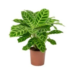 Calathea Zebrina - Zebra Plant -Plants Sale Store Calathea zebrina Zebra Plant
