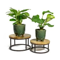 Calathea Zebrina - Zebra Plant -Plants Sale Store Calathea zebrina Zebra Plant Calathea orbifolia kaat green plant pot lois plant stand 5a2cd767 8522 4417 aba7 61fd027e0244