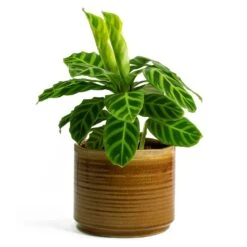Calathea Zebrina - Zebra Plant -Plants Sale Store Calathea zebrina Zebra Plant Jordy Plant Pot Caramel f28e7900 0ef1 4531 a702 beb7f2e4d28d