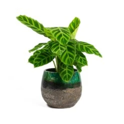 Calathea Zebrina - Zebra Plant -Plants Sale Store Calathea zebrina Zebra Plant Lindy Plant Pot Black Green f4ac792d e96d 4d28 8651 ca3417204dfc