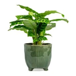 Calathea Zebrina - Zebra Plant -Plants Sale Store Calathea zebrina Zebra Plant kaat green plant pot