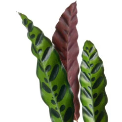 Calathea Lancifolia - Rattlesnake Plant -Plants Sale Store Calathealancifolia RattlesnakePlant 1