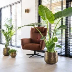 Calvin Metal Plant Pots - Set Of 3 - Matt Gold 18 Calvin Metal Plant Pots - Set Of 3 - Matt Gold -Plants Sale Store Calvin Metal Plant Pots Set of 3 Matt Gold 6