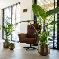 Calvin Metal Plant Pots - Set Of 3 - Matt Gold 26 Calvin Metal Plant Pots - Set Of 3 - Matt Gold -Plants Sale Store Calvin Metal Plant Pots Set of 3 Matt Gold 7