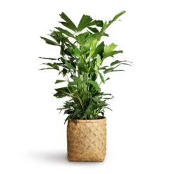 Zayn Bamboo Planter 28 Zayn Bamboo Planter -Plants Sale Store Caryota mitis Fish Tail Palm 24x115cm Zayn Bamboo Planter 31.5x33cm 2 8c91a857 9056 4fc9 91bb 49927de47e7f