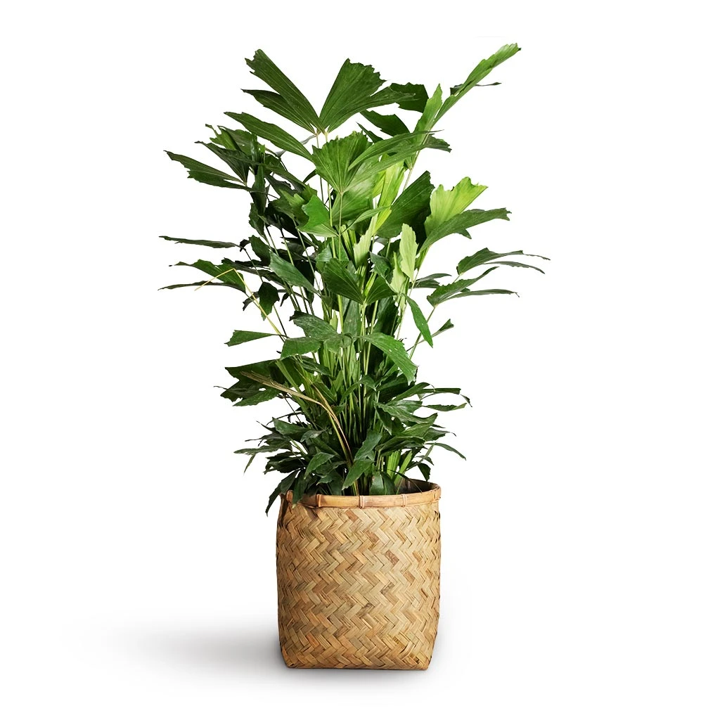 Zayn Bamboo Planter 9 Zayn Bamboo Planter - Image 7