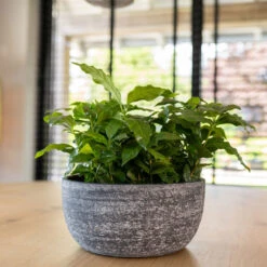 Cas Plant Bowl - Anthracite -Plants Sale Store CasPlantBowl Anthracite 1