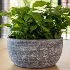 Cas Plant Bowl - Anthracite -Plants Sale Store CasPlantBowl Anthracite 3