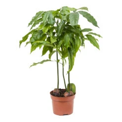 Castanospermum Australe - Moreton Bay Chestnut 20 Castanospermum Australe - Moreton Bay Chestnut -Plants Sale Store Castanospermum australe Moreton Bay Chestnut 12cm