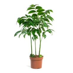 Castanospermum Australe - Moreton Bay Chestnut 16 Castanospermum Australe - Moreton Bay Chestnut -Plants Sale Store Castanospermum australe Moreton Bay Chestnut 12cm 32ab1e60 8876 4c6c 918d 94e773d83107