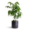 Castanospermum Australe - Moreton Bay Chestnut -Plants Sale Store Castanospermum australe Moreton Bay Chestnut 12x45cm Hadleigh Plant Pot Charcoal 14x13cm