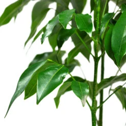 Castanospermum Australe - Moreton Bay Chestnut 17 Castanospermum Australe - Moreton Bay Chestnut -Plants Sale Store Castanospermum australe Moreton Bay Chestnut Close Up