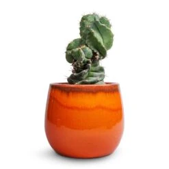 Charlotte Plant Pot - Orange -Plants Sale Store Cereus forbesii spiralis Spiralled Cereus 10x20cm Charlotte Plant Pot Orange 19x16cm