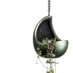 Ceropegia Woodii - String Of Hearts -Plants Sale Store Ceropegia woodii String of Hearts 11x20cm Gradient Hanging Cocoon Matt Forest 20x24cm 47f66540 db3f 44d0 886c 976ff4766e2f