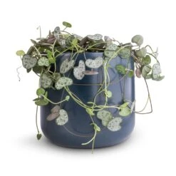 Ceropegia Woodii - String Of Hearts -Plants Sale Store Ceropegia woodii String of Hearts 12x25cm no hanger Lisbon Plant Pot Navy 13x13cm