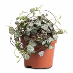 Ceropegia Woodii - String Of Hearts -Plants Sale Store Ceropegia woodii String of Hearts 12x25cm no hanger