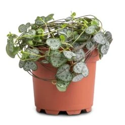 Ceropegia Woodii - String Of Hearts -Plants Sale Store Ceropegia woodii String of Hearts 12x25cm no hanger 3a3af313 125a 49d0 862c b0d9b0edeab8