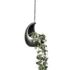 Ceropegia Woodii - String Of Hearts