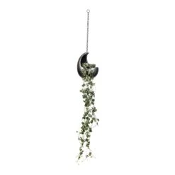 Ceropegia Woodii - String Of Hearts -Plants Sale Store Ceropegia woodii String of Hearts 14x30cm Gradient Hanging Cocoon Matt Grey 20x24cm