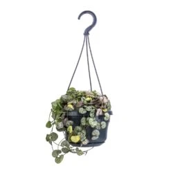 Ceropegia Woodii - String Of Hearts -Plants Sale Store Ceropegia woodii String of Hearts 14x30cm no hanger 4a520238 4e5a 4654 b668 1c8fee9d3611