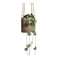 Ceropegia Woodii - String Of Hearts -Plants Sale Store Ceropegia woodii String of Hearts 8x20cm no hanger Syb Hanging Planters Set of 2 Gold