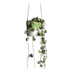 Ceropegia Woodii - String Of Hearts -Plants Sale Store Ceropegia woodii String of Hearts 8x20cm no hanger Wave Hanging Indoor Pot